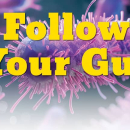 The Basics of "Biotics" & Functional Foods