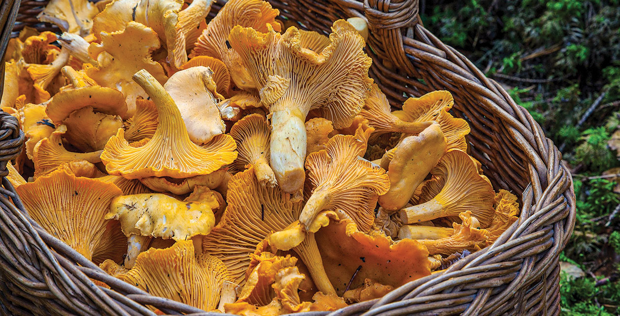 Maine: A Forager's Paradise in the Spring, Summer, and Fall