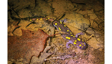 A spotted salamander migrates between wetlands on a rainy night in May.