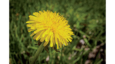 Dandelions are among the first wildflowers to bloom in the spring.