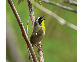 A yellow-throated warbler belts out a tune.