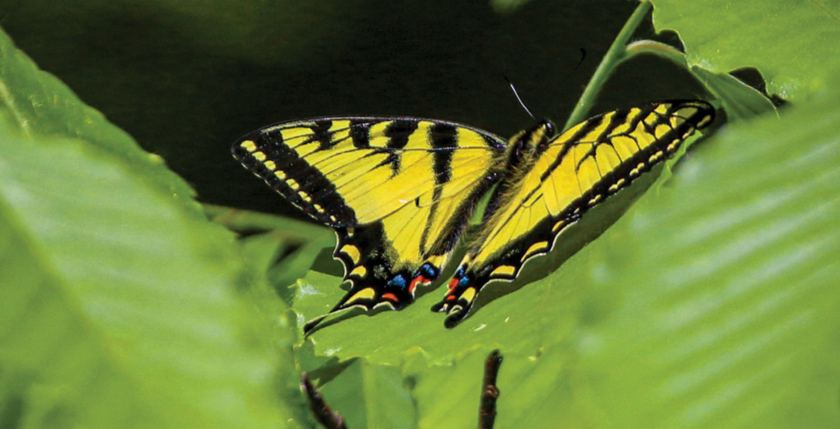 Boost Your Mood This Spring Through Nature