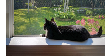 Even pets need light therapy.