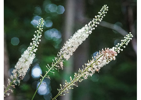 Black Cohosh