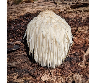 Lion's Mane Mushroom (Adobe Stock)