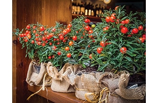 Tomatoes (iStock)
